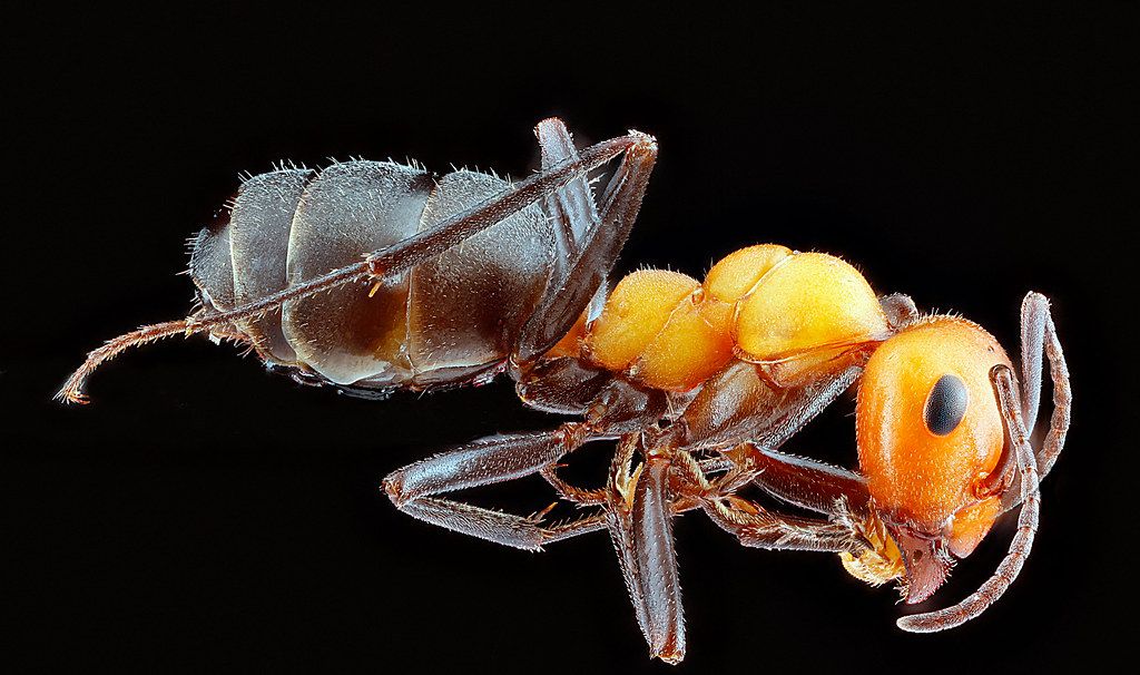 Ant Control service in Jurupa Valley, CA
