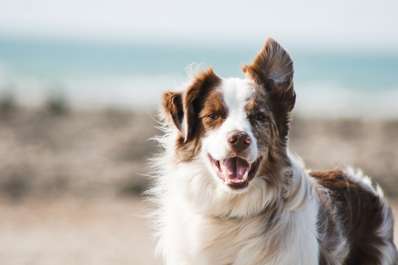 Flea & Tick Control service in Jurupa Valley, CA