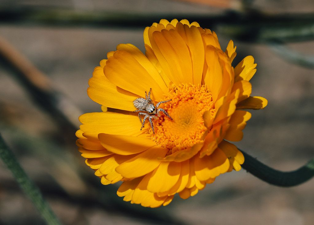 Spider Control service in Jurupa Valley, CA